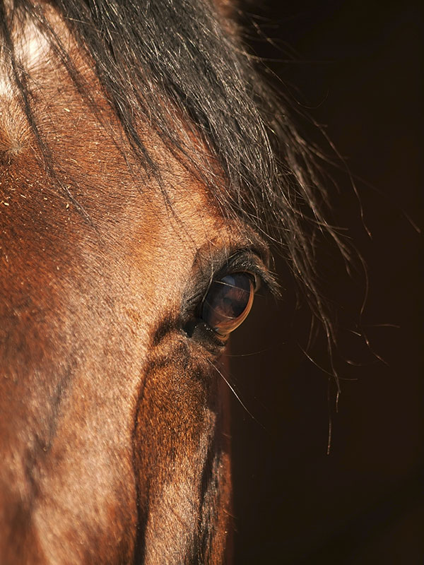 Closeup of Horses Face