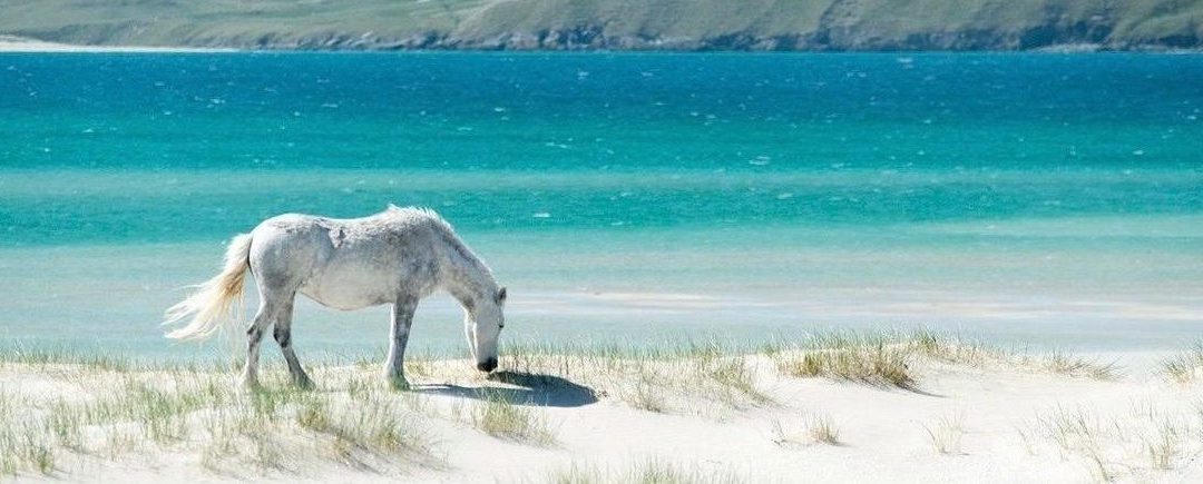 3 Products for Horses and Their People in High Temps