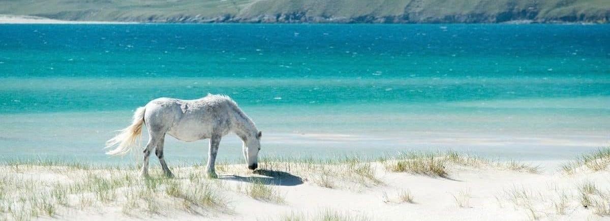 3 Products for Horses and Their People in High Temps