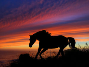 Horse Silhouette Sunset