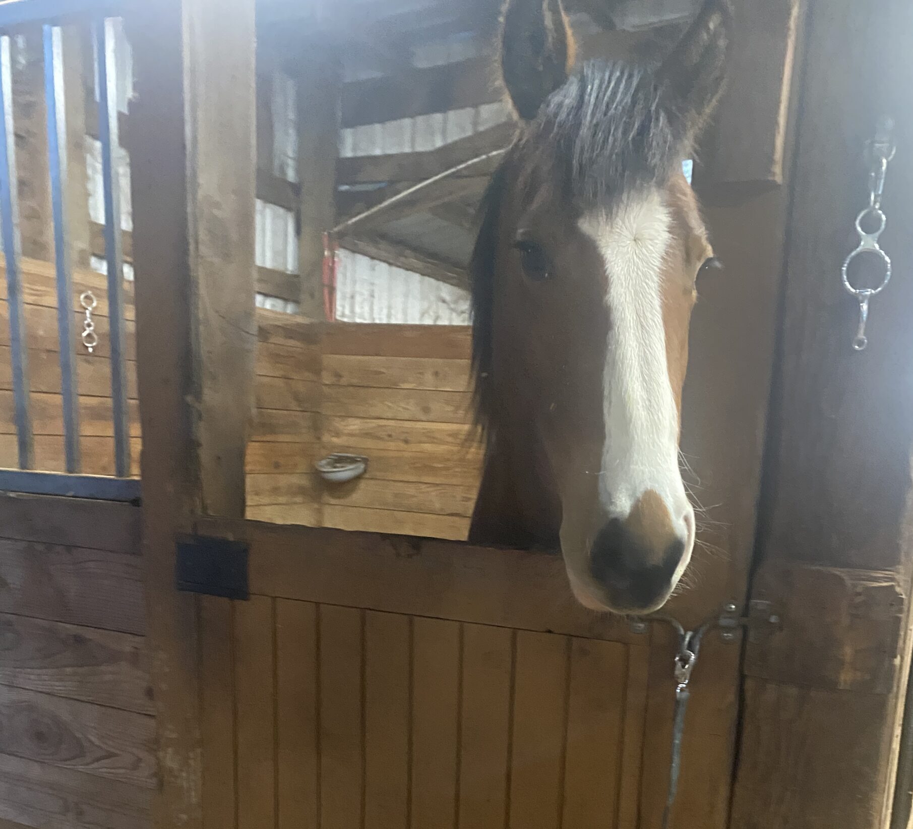 3 High Temp Products for Horses and Equestrians