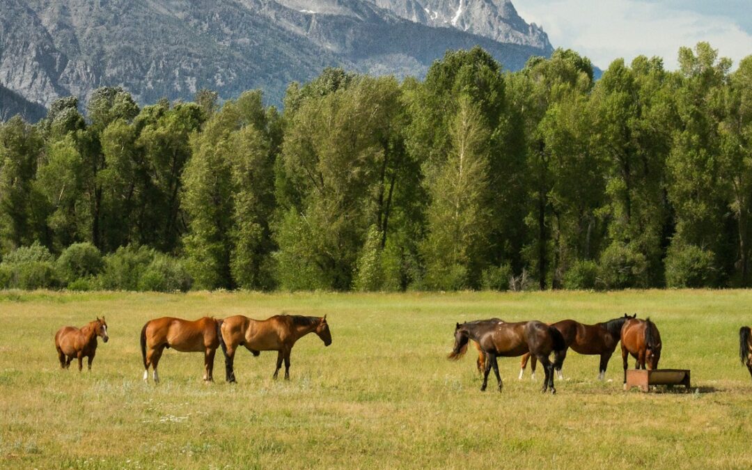 Selling Your Acreage Property for Maximum Value