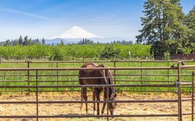 What Makes a Horse Property Valuable in 2026?