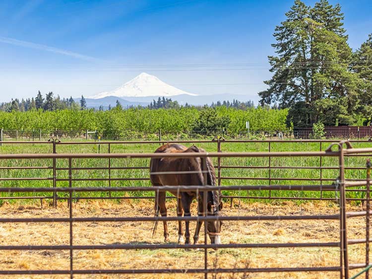 What Makes a Horse Property Valuable in 2026?