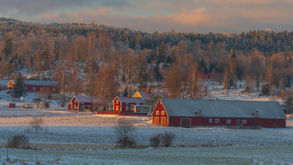 Red Barns in Winter