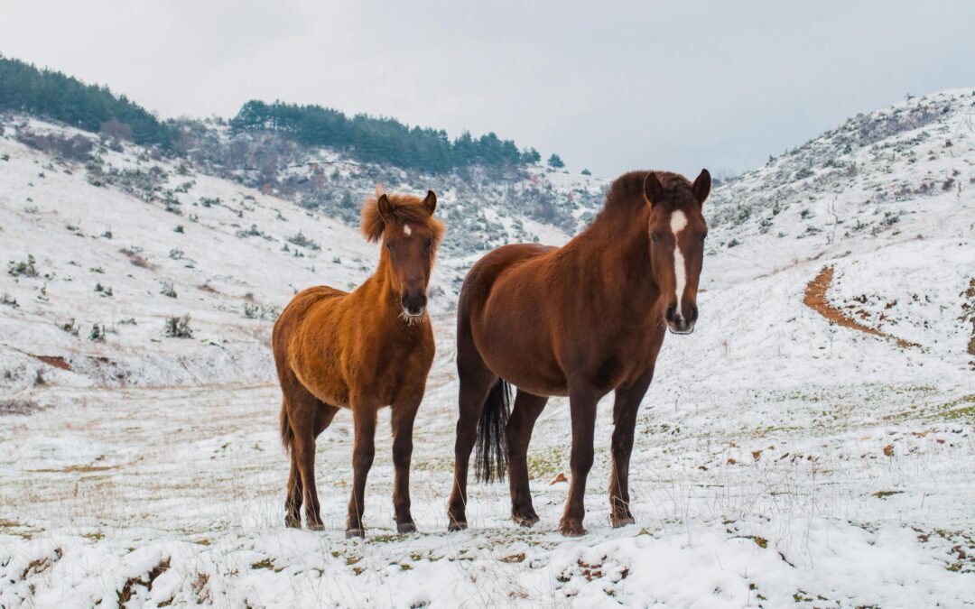 How to Prepare Your Horse Property for Winter: Essential Tips for a Safe and Comfortable Season