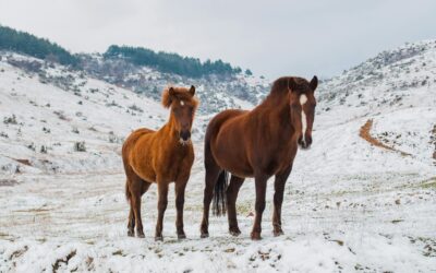 How to Prepare Your Horse Property for Winter: Essential Tips for a Safe and Comfortable Season