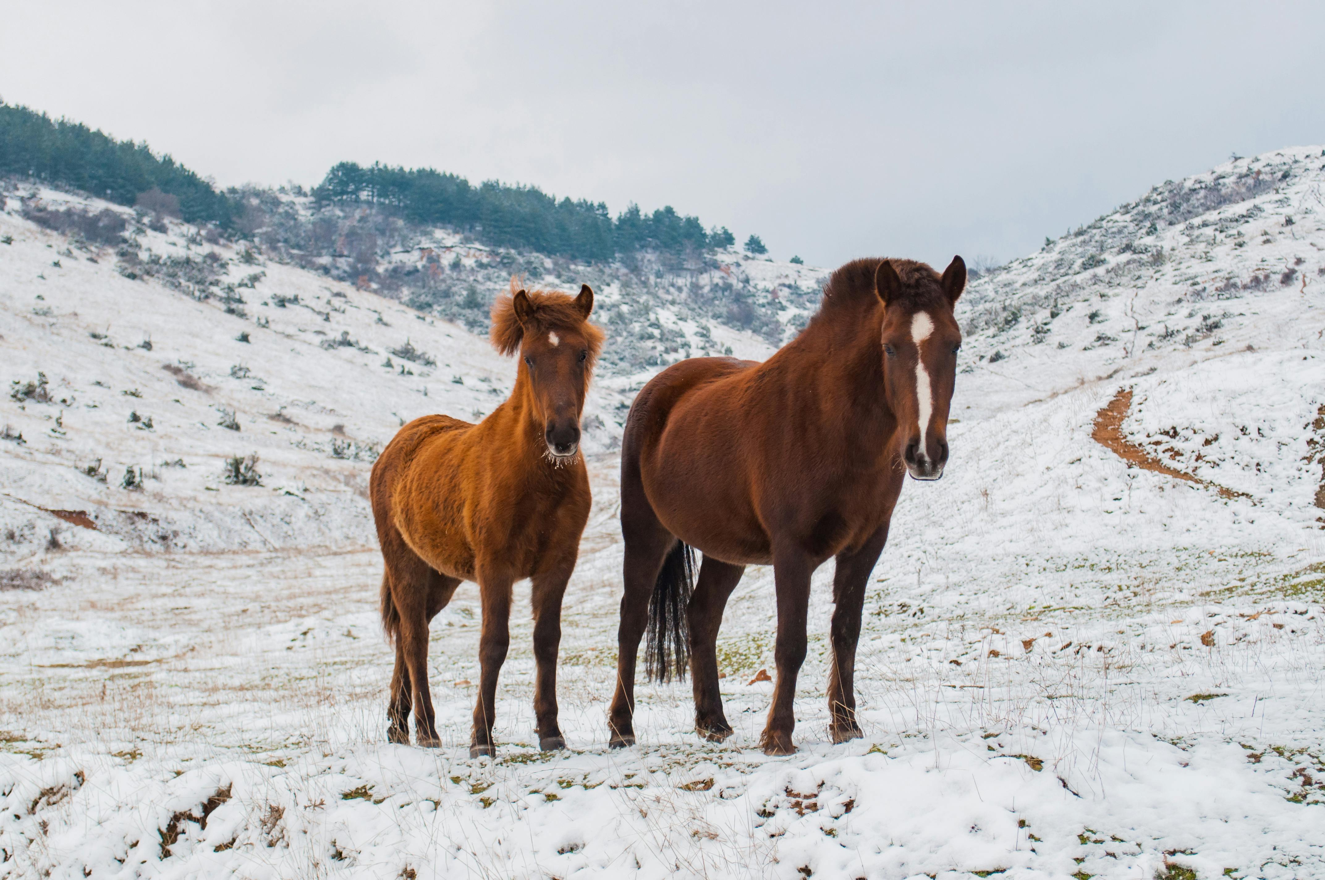 Horses Standing in Snow