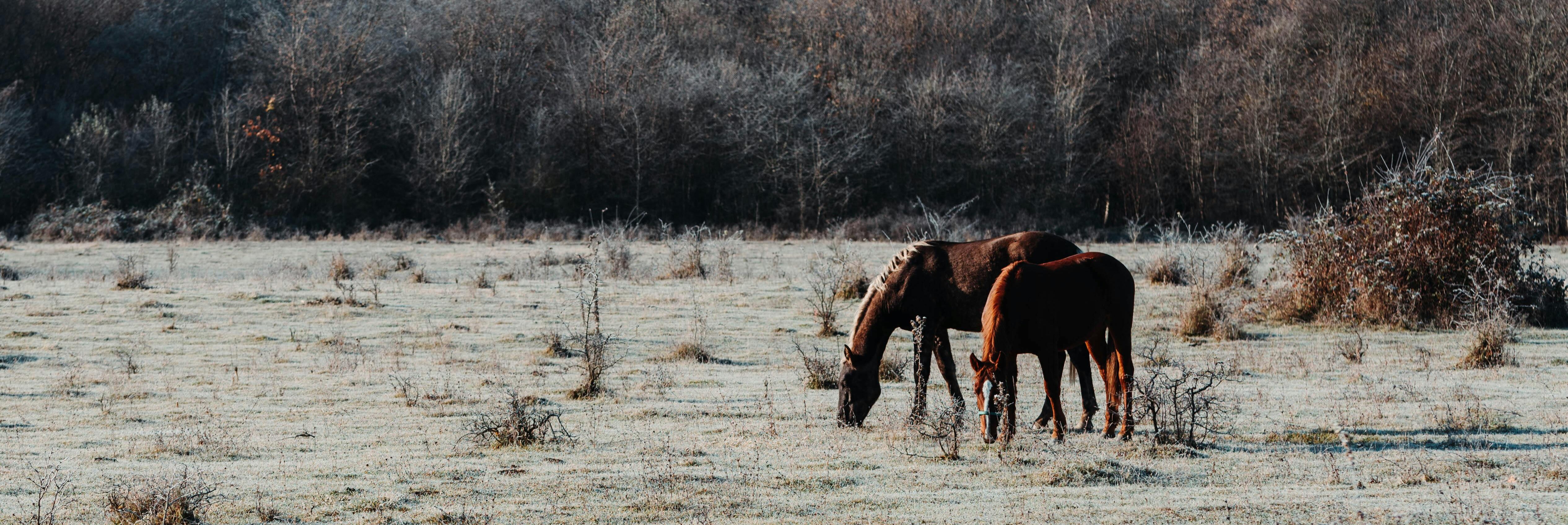 Horses in winter field.