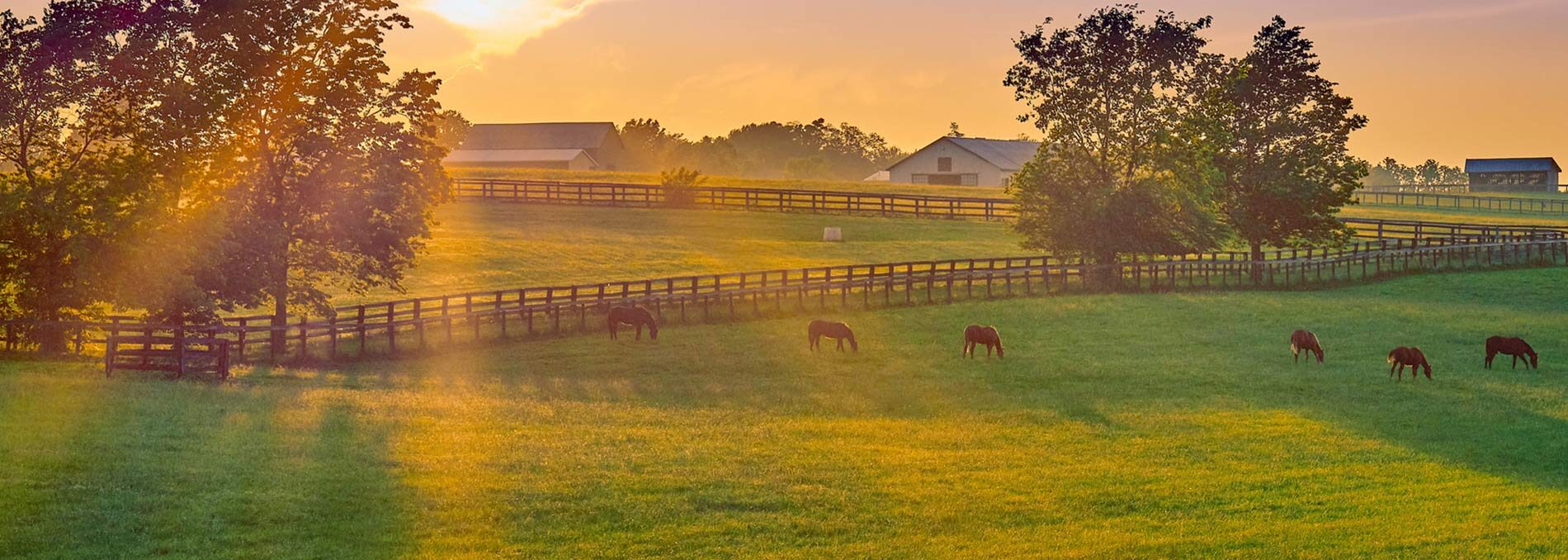 farm with horses at sunset