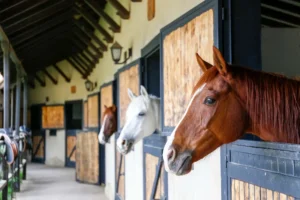 Horses in stalls
