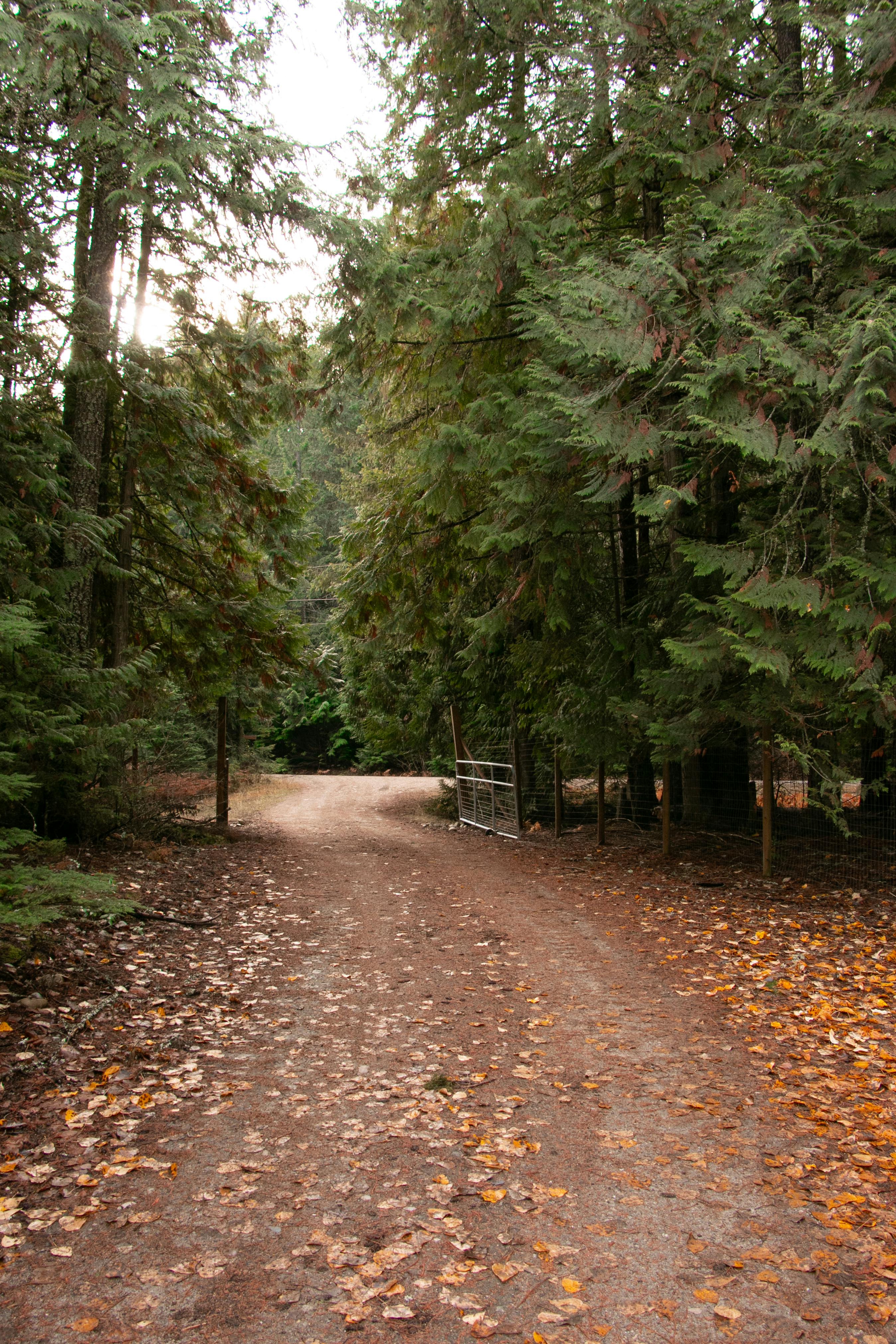 Driveway on Acreage