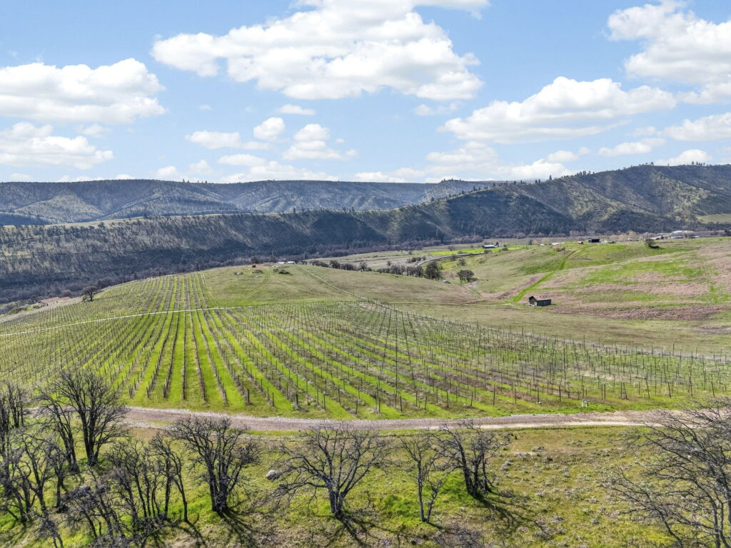 vineyard for sale The Dalles Oregon organic vineyard