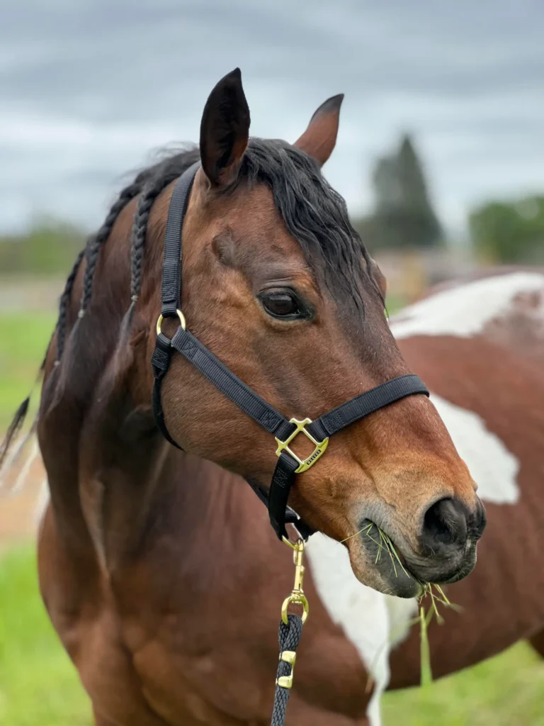 Hank the horse
